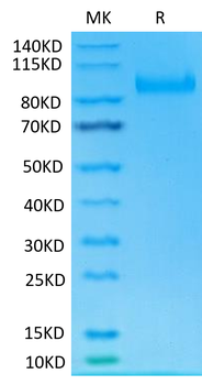 Recombinant human IL-23 R protein, C-mFc (HEK293)
