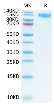 Recombinant human IL27RA protein, C-hFc (HEK293)