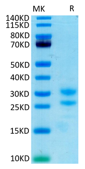 Recombinant Cyn. monkey IL17A protein, C-His-Avi (HEK293)