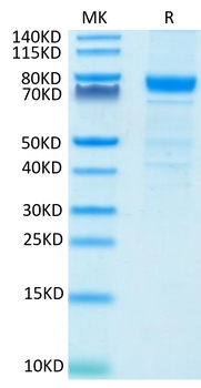 Recombinant human IL-3R Alpha protein, C-hFc (HEK293)