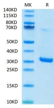Recombinant human HMGB1 protein, C-His (HEK293)