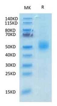 Recombinant mouse GFR Alpha-like / GFRAL protein, N-His-Avi (HEK293)