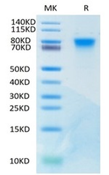 Recombinant human GUCY2C protein, C-His-Avi (HEK293)