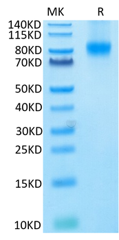 Recombinant human FLT3 / Flk-2 protein, C-His-Avi (HEK293)