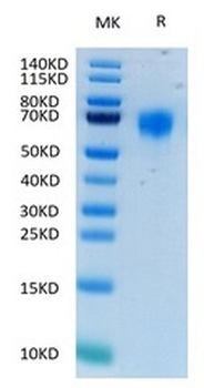 Recombinant human FGFR4 protein, C-His-Avi (HEK293)