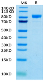Recombinant human FGFR4 protein, C-hFc (HEK293)