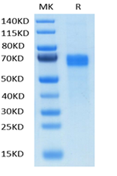 Recombinant human DLL4 protein, C-His-Avi (HEK293)