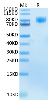Recombinant human CSF1R protein, C-His-Avi (HEK293)