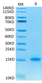 Recombinant Cyn. monkey CD3E protein, C-His (HEK293)