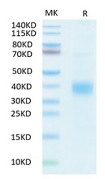 Recombinant human NKG2A & CD94 protein, N-His-Avi (HEK293)
