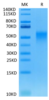 Recombinant human/Cyn. monkey/rhesus macaque CD28 protein, N-His-Avi (HEK293)