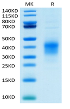 Recombinant human CD79B protein, C-His-Avi (HEK293)