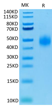 Recombinant human CD47 protein, C-His (HEK293)