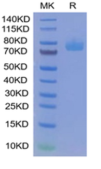 Recombinant mouse CD36 protein, C-His (HEK293)