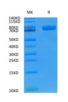 Recombinant human CD36 protein, C-His-Avi (HEK293)