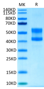 Recombinant Cyn. monkey CD3E & CD3D protein, C-hFc (HEK293)