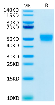 Recombinant human CD24 protein, C-mFc (HEK293)