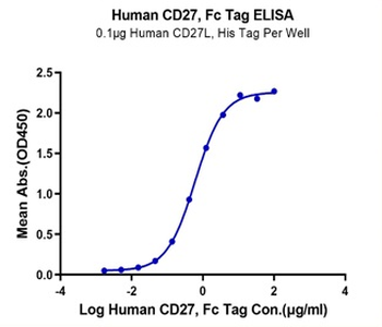 Recombinant human CD27 protein, C-hFc (HEK293)