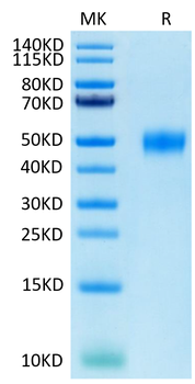 Recombinant human CD24 protein, C-hFc (HEK293)