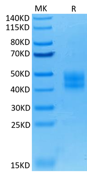 Recombinant human B7-H3/CD276 protein, C-His (HEK293)