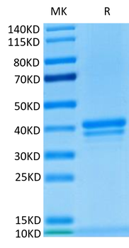 Recombinant human BCMA protein, C-hFc (HEK293)