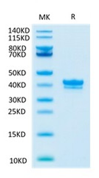 Recombinant Cyn. monkey BCMA protein, C-hFc (HEK293)
