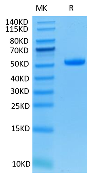 Recombinant human TNFSF9 (Trimer) protein, N-His (HEK293)