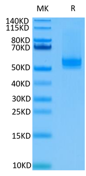 Recombinant human TNFSF13B (Trimer) protein, N-His-Flag (HEK293)