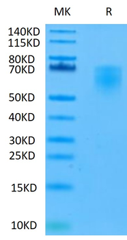 Recombinant human CD86 / B7-2 protein, C-His-Avi (HEK293)