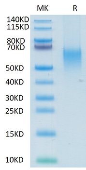 Recombinant human CD80 protein, C-His-Avi (HEK293)