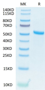 Recombinant human TNFSF13 (Trimer) protein, N-His-Flag (HEK293)