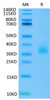 Recombinant human Angiopoietin-like 3 protein, C-His-Avi (HEK293)