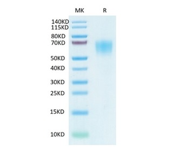 Recombinant SARS-Cov-2 Spike S1 NTD protein, C-His-Flag (HEK293)