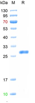 Recombinant SARS-Cov-2 Spike RBD protein, C-His (HEK293)