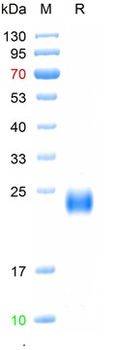 Recombinant human FSH Alpha / Beta protein, C-His (HEK293)