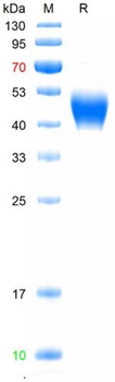 Recombinant human CG-Alpha protein, C-mFc (HEK293)