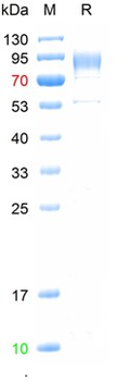 Recombinant SARS-Cov-2 Spike S1 protein (E484Q, L452R, D614G, P681R), His (HEK293)