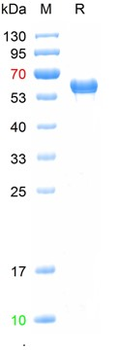 Recombinant human MMP-3 protein, His (HEK293)