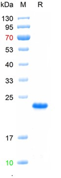 Recombinant MPXV A29L protein, N-His