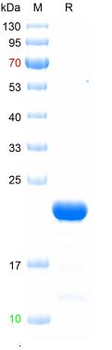 Recombinant human Alpha-synuclein protein, N-His