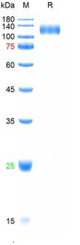 Recombinant human VEGFR1 protein, C-His (HEK293)