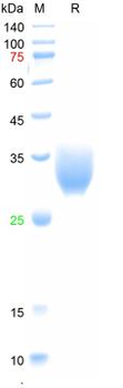 Recombinant SARS-Cov-2 Spike RBD protein, His