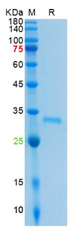 Recombinant SARS-Cov-2 3C-like Proteinase, His