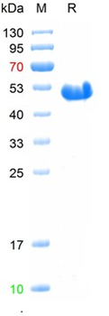 Recombinant human NeuN protein, GST & His
