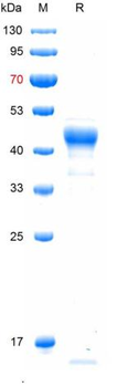 Recombinant JEV NS1 protein, N-His