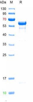 Recombinant human CSF1R protein, N-His