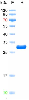Recombinant human IL-20R alpha protein, N-His