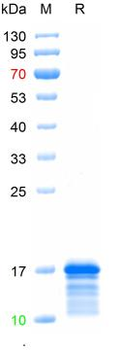 Recombinant mouse CXCL9 protein, N-His