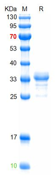 Recombinant human RAMP1 protein, GST & His