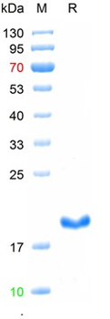 Recombinant mouse CD8 protein, His